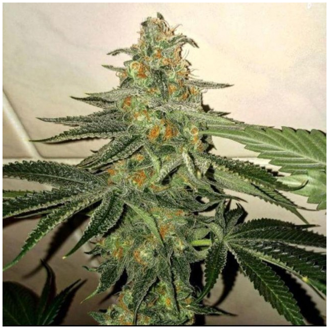 Forbidden Fruit Cake Female Cannabis Seeds by The Plug Seedbank