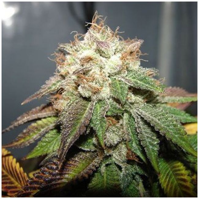 Pre98 Bubba Female Cannabis Seeds by The Cali Connection